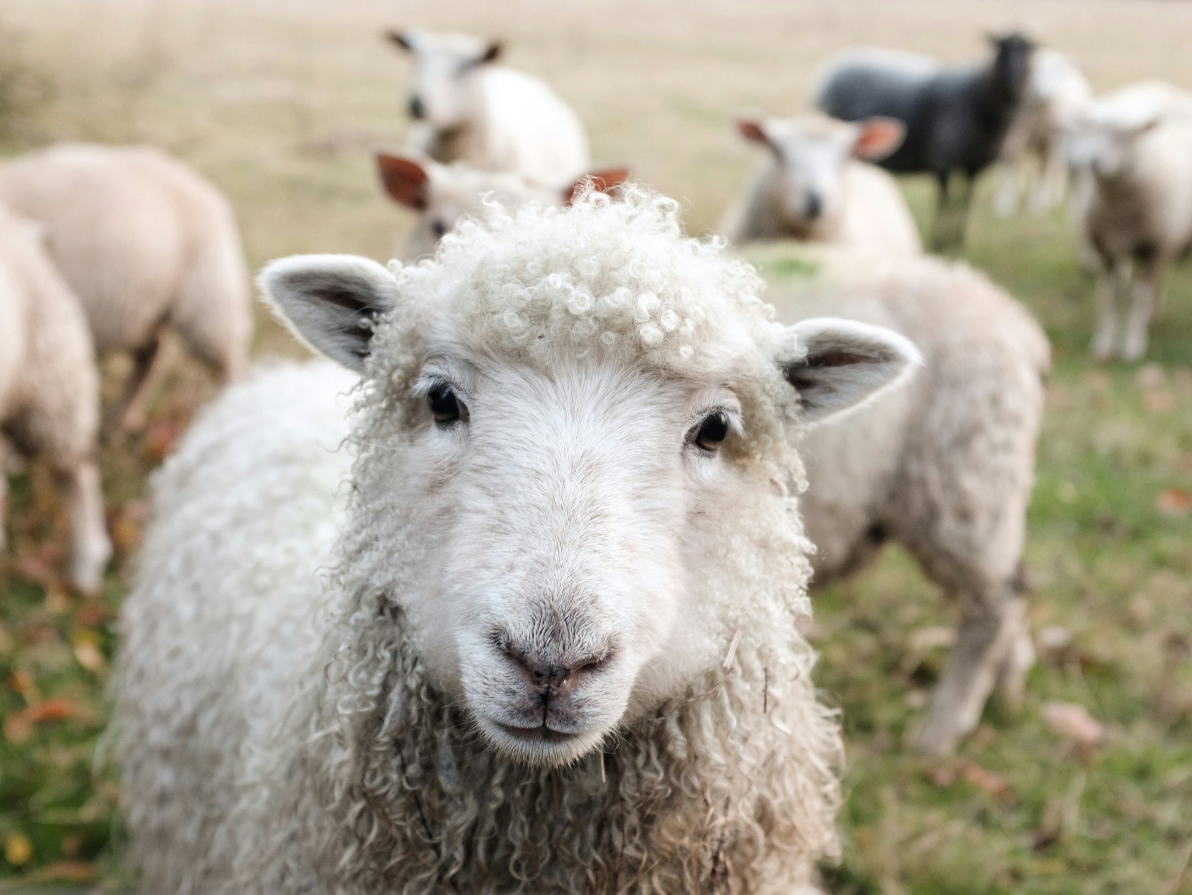 Source of wool for breathable, hypoallergenic, and cost-effective wool scarves