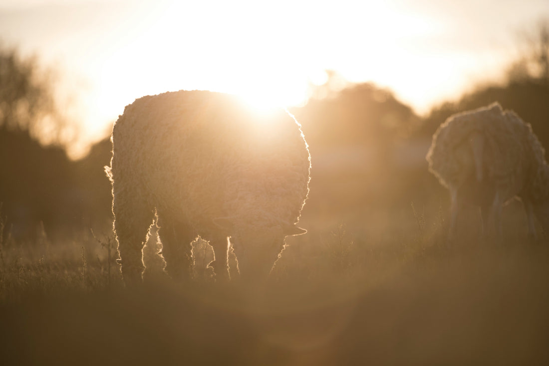 Why Wool Is a Smart Choice for Travel