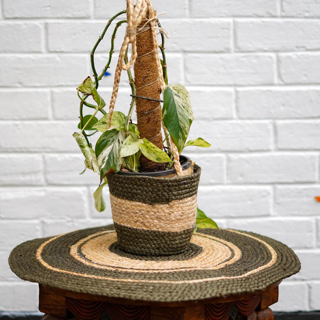 Plant Hanger