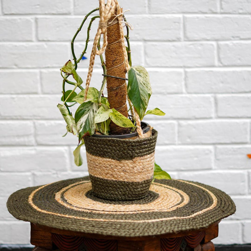 Plant Hanger